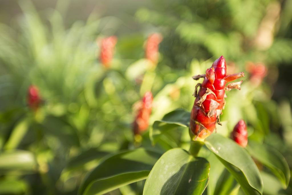 Champa Lodge Kampot Dış mekan fotoğraf