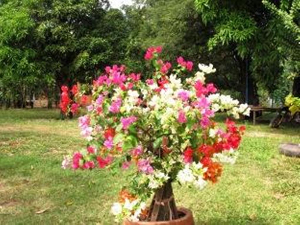 Champa Lodge Kampot Dış mekan fotoğraf